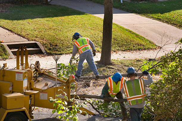 Emergency Storm Tree Removal in La Luz, NM